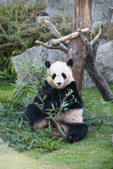 Obraz premium パンダ