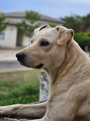 portrait of a dog, vitoria da conquista, bahia, brazil