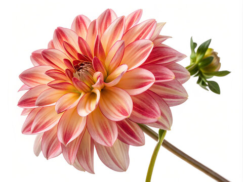 pink dahlia flower. flower, pink, dahlia, nature, chrysanthemum, beauty, isolated, flowers, bloom, plant, closeup, blossom, white, macro, summer, garden, flora, floral, red, petal, petals, yellow, bea