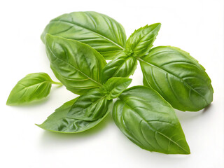 Fototapeta premium fresh leaves. basil, herb, leaf, isolated, fresh, green, food, spice, plant, white, ingredient, leaves, aromatic, closeup, herbal, healthy, mint, cooking, freshness, organic, medicine, natural, season