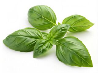 fresh leaves. basil, leaf, herb, green, isolated, fresh, food, plant, spice, ingredient, white, leaves, closeup, oregano, herbal, healthy, cooking, organic, freshness, seasoning, aromatic, nature, med