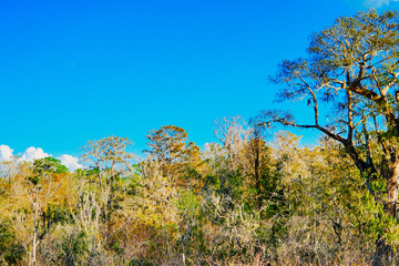 Obraz premium Winter Landscape of Hillsborough river at Lettuce lake park 