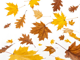 Fototapeta premium autumn maple leaves. autumn, leaf, maple, leaves, fall, nature, tree, vector, season, orange, yellow, foliage, color, plant, illustration, pattern, october, design, oak, red, collection, brown, seamle