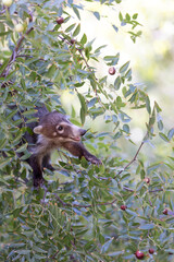 Obraz premium Aesop's Coati and the Fruit