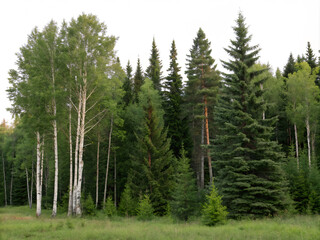 trees in the forest. forest, tree, nature, sky, trees, landscape, pine, green, summer, wood, mountain, grass, park, clouds, environment, spruce, woods, spring, mountains, outdoors, travel, coniferous,