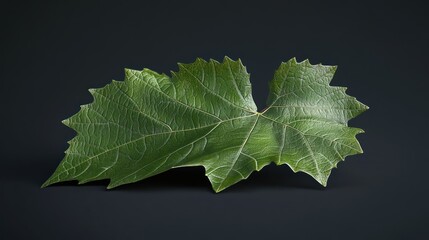 Green Leaf on Black Background