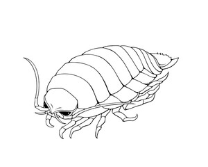 ダイオウグソクムシの線画イラスト