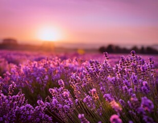 Obraz premium Scenic Purple Fields