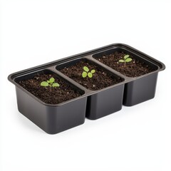 Seedling tray, isolated on white background