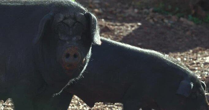 An Asian domestic pig in the early morning on a farm, with a close-up view of the animal's head.
