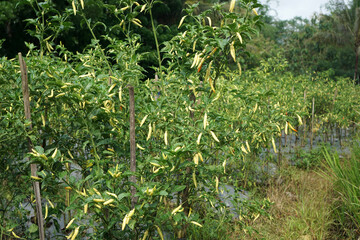 Bird's eye chili field. Chili farm.                       