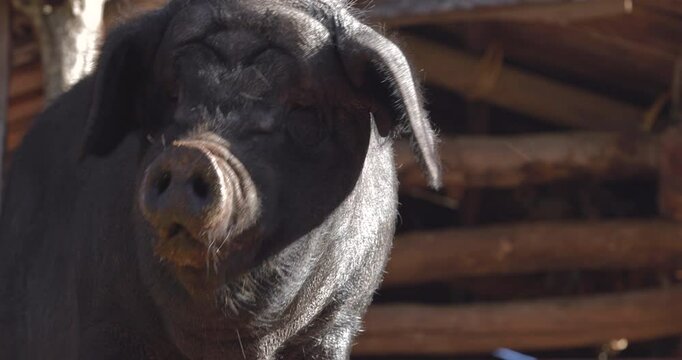 An Asian domestic pig in the early morning on a farm, with a close-up view of the animal's head.