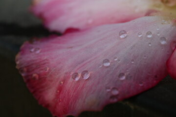 Pink flower with dewdrops, against a backdrop of lush green leaves