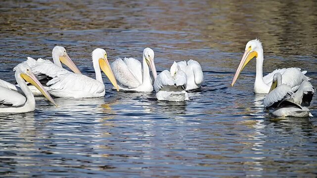 American great White Pelicans Fishing in a Lake - Slow Motion