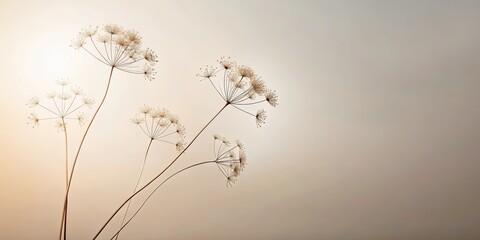 Delicate silhouettes of dried flower stems against a soft, hazy background, capturing a moment of ephemeral beauty in nature's cycle.