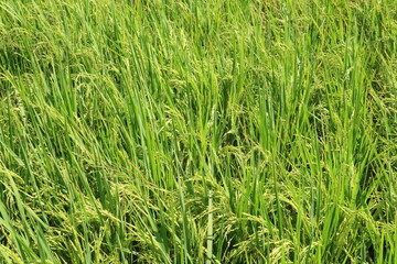 Beautiful green paddy-field of east java, Indonesia. Nature Background