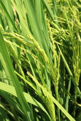 Beautiful green paddy-field of east java, Indonesia. Nature Background