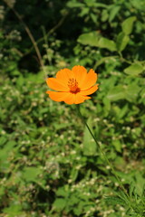 Obraz premium Vibrant Blooming Meadow: Beauty of Nature in Bright Summer