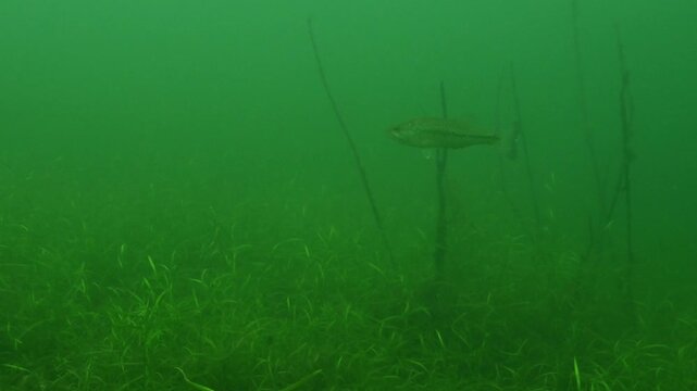 Largemouth Bass Micropterus nigricans swimming in green freshwater lake