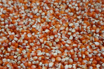 close-up of organic yellow corn seed or maize (Zea mays) Full-Frame Background. Top View