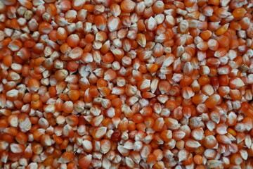 close-up of organic yellow corn seed or maize (Zea mays) Full-Frame Background. Top View