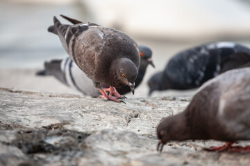 Pigeons search for food on an urban pavement, captured in a candid moment that highlights common...