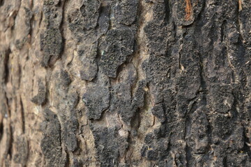 Bark pattern is seamless texture from tree. For background wood work, Bark of brown hardwood, residential house wood. nature, trunk, tree, bark, hardwood, trunk, tree, trunk