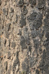 Bark pattern is seamless texture from tree. For background wood work, Bark of brown hardwood, residential house wood. nature, trunk, tree, bark, hardwood, trunk, tree, trunk