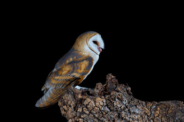 Barn owl on its nocturnal trunk waiting to hunt