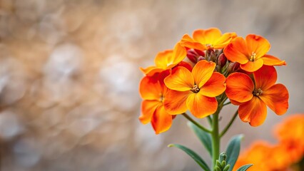 Beautiful spring flower with orange petals