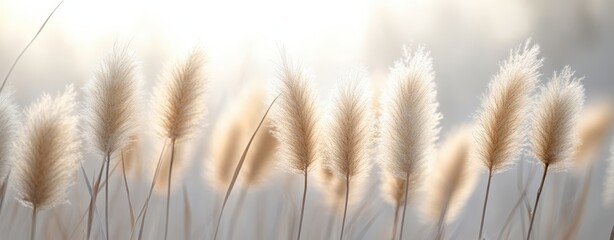 Fototapeta premium Abstract natural background of soft plants Cortaderia selloana. Pampas grass on a blurry bokeh, Dry reeds boho style. Fluffy stems of tall grass in winter, grass in the morning, beige banner backgroun