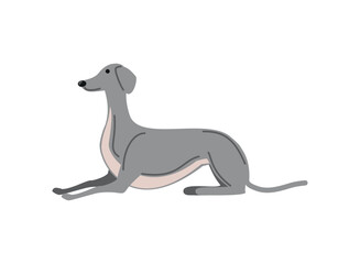 greyhound dog pet animal icon