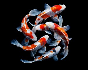 A group of five koi fish swimming in a circle