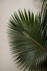 Obraz premium indoor with palm tree leaves