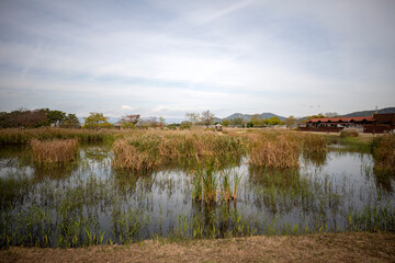 대한민국의 유명한 관광명소인 순천만 습지의 아름다운 가을 풍경입니다.