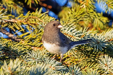 Dark-eyed Junco