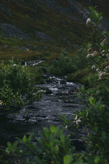 stream in the mountains 
