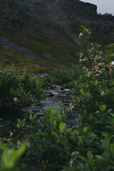 stream in the mountains 