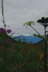Wildflowers in Alaska 