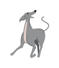 greyhound dog playing