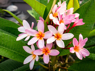 a bunch of frangipani flowers with small dewdrops on the petals