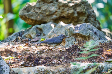 Wild birds living in the forest outdoors