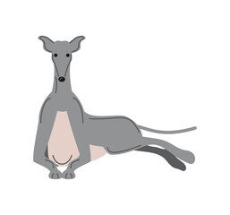 greyhound dog pet