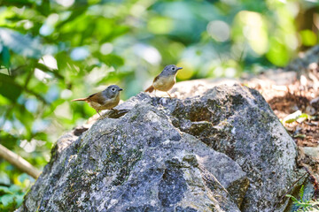 Wild birds living in the forest outdoors