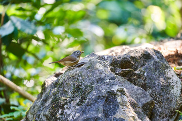 Wild birds living in the forest outdoors