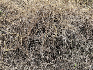 dried and unharvested grass.