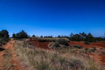 Landscape with red soil and vegetation, tree blue sky.