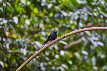 Wild birds living in the forest outdoors