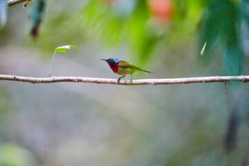 Wild birds living in the forest outdoors