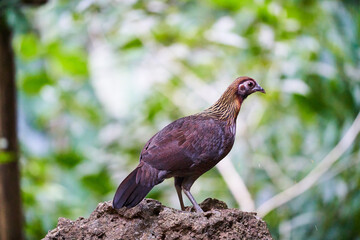 Wild birds living in the forest outdoors